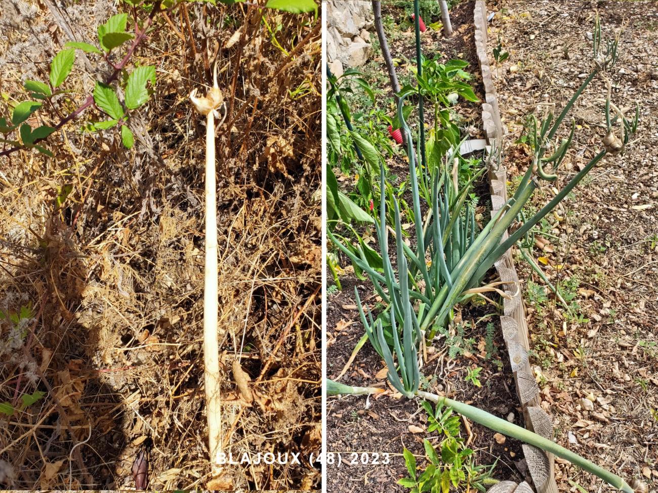 Onion, Tree plant